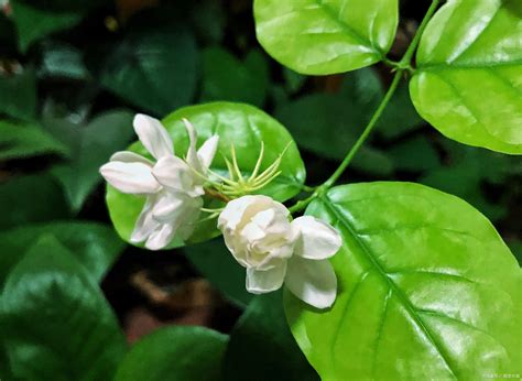 茉莉花可以种在室内吗|茉莉花的养殖方法和注意事项